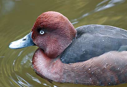 צילום: אל אנדרסן