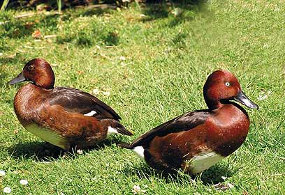 צילום: Erbanor selbst fotograpiert