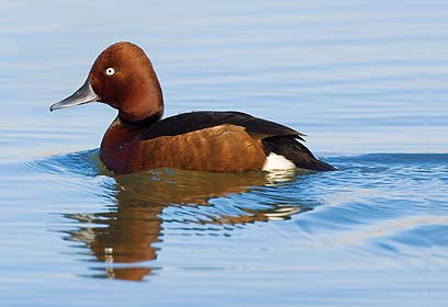 צילום: דניאל אוצ'יאטו