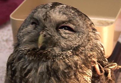 צילום: רועי גזית