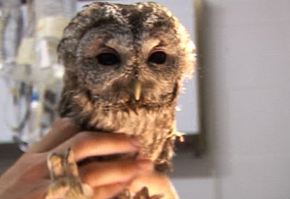 צילום: רועי גזית צילום: רועי גזית