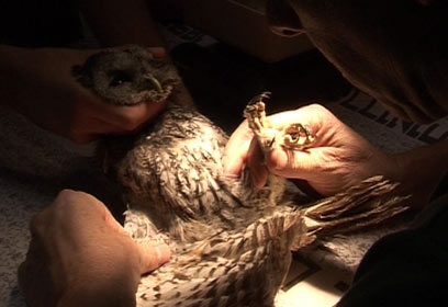 צילום: רועי גזית צילום: רועי גזית