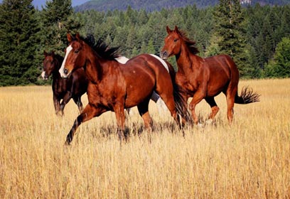 צילום: יאיר ליבוביץ'