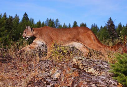 צילום: יאיר ליבוביץ'