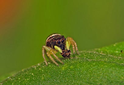 צילום: אושרי נפרסטק