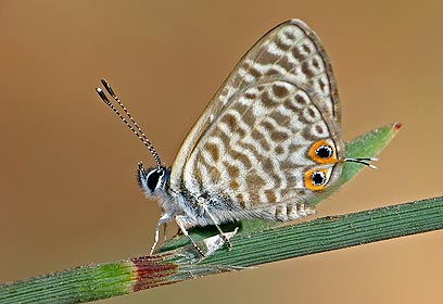 צילום: אושרי נפרסטק