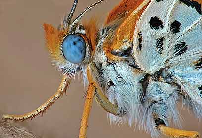 צילום: אושרי נפרסטק