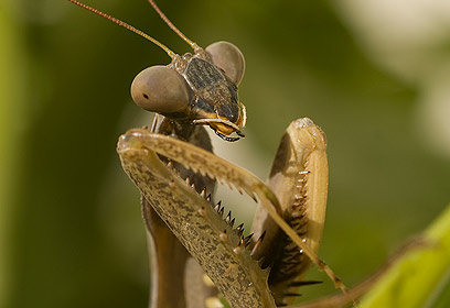 צילום: שימי עיני