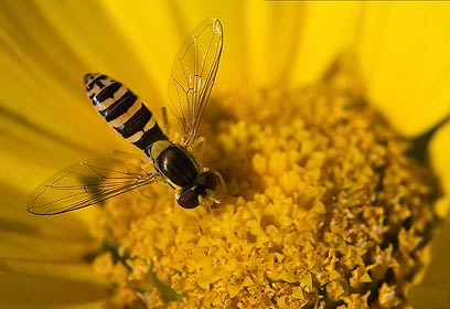 צילום: שימי עיני