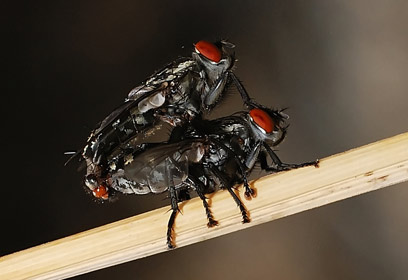 צילום: שימי עיני