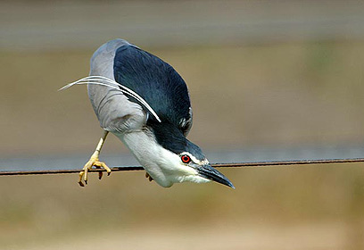 צילום: אוהד רדליך