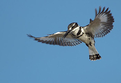 צילום: אוהד רדליך