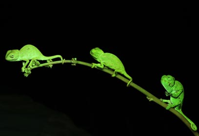 צילום: עמאר יונס