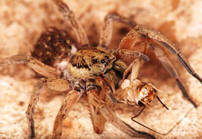 צילום: עמאר יונס