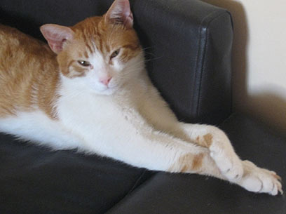 פחות שטיחים וכריות לא יאפשרו לאלרגנים החתוליים להיקלט (צילום: יונית מוזס) (צילום: יונית מוזס)