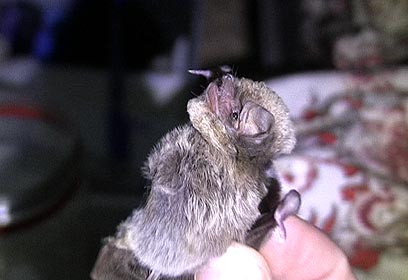 צילום: ארז ארליכמן צילום: ארז ארליכמן