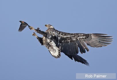 צילום: 2009 Rob Palmer / Veolia Environnement Wildlife Photographer of the Year © צילום: 2009 Rob Palmer / Veolia Environnement Wildlife Photographer of the Year ©