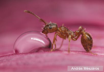 צילום: 2009 András Mészáros / Veolia Environnement Wildlife Photographer of the Year 2009 © צילום: 2009 András Mészáros / Veolia Environnement Wildlife Photographer of the Year 2009 ©