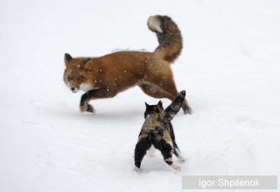 צילום: 2009 Igor Shpilenok / Veolia Environnement Wildlife Photographer of the Year 2009 © צילום: 2009 Igor Shpilenok / Veolia Environnement Wildlife Photographer of the Year 2009 ©