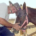 "זו ציונות נטו לבוא דווקא עכשיו לישראל". גולן