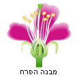 הפרח, אבר הרבייה של רוב הצמחים הפרח, אבר הרבייה של רוב הצמחים