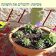 התמונות המצולמות נשמרות בתיקיה משותפת במחשב הגן