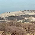 עין גדי