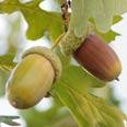 Acorns