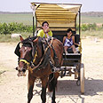 ממתינות לעגלון. הנוף בחינם