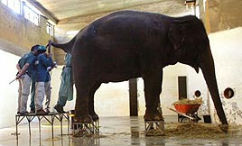 הפילה תמר עוברת בדיקת אולטרסאונד