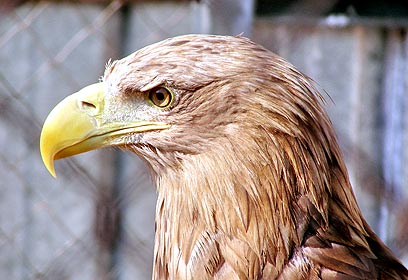 צילום: רם ריכטר