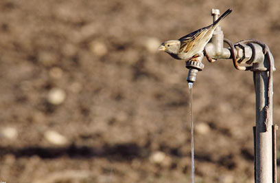 מה אכפת לציפור אם מוסיפים מגנזיום? (צילום: אלי אליאס) (צילום: אלי אליאס)
