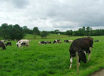 נערכות לפי הצפון: פרות רועות באירלנד (צילום: דוד הכהן) (צילום: דוד הכהן)
