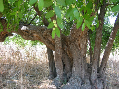 עץ שיזף (צילום: שרה גולד) (צילום: שרה גולד)