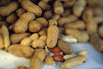 Peanuts. Instead of provoking an allergy, early exposure seemed to help build tolerance (Photo: Visual/Photos)