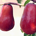 קוטפים לפי הצבע. שיזף סיני