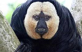 החיות המוזרות ביותר