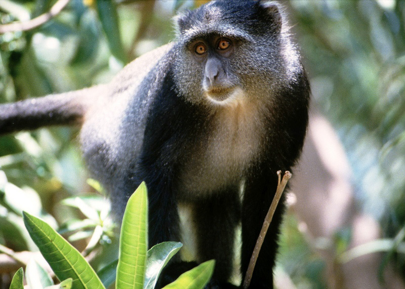 קוף גונון ירוק (צילום: ויז'ואל/פוטוס) (צילום: ויז'ואל/פוטוס)