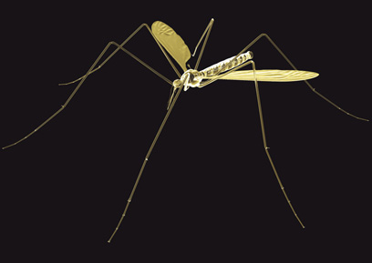עקיצת אנופלס אחראית להבאת המלריה (צילום: index open) (צילום: index open)