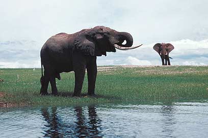 פילים אסייתיים אסורים בסחר (צילום: ויז'ואל/פוטוס) (צילום: ויז'ואל/פוטוס)