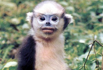 צילום: איי פי