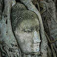 ראש בודהא בין שורשי הבניאן