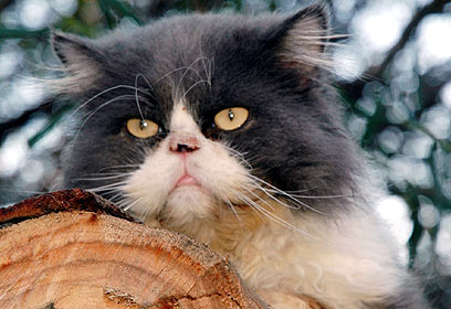 מחכה לאימוץ