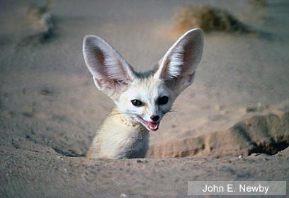 צילום: WWF-Canon