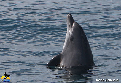 במוקד העניינים: דולפינים, לוויתנים וכלבי ים (צילום: ד"ר אביעד שיינין, מחמ"לי) (צילום: ד