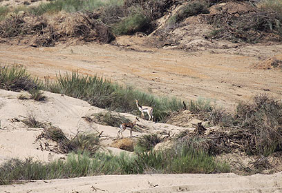 צילום: שגיא אפשטיין