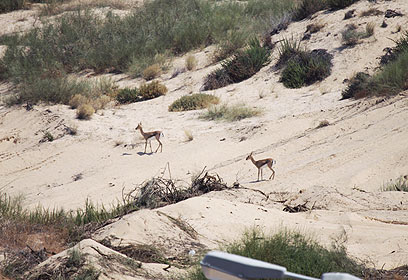 צילום: שגיא אפשטיין