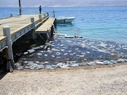 זיהום בשונית האלמוגים באילת (צילום: דוברות המשרד להגנת הסביבה) (צילום: דוברות המשרד להגנת הסביבה)