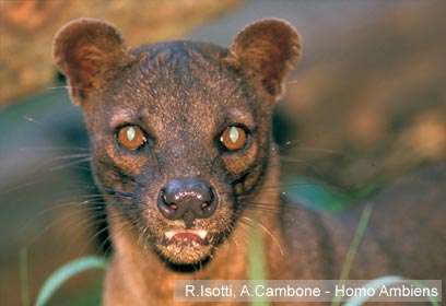 צילום: WWF-Canon