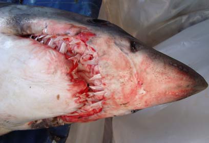 צילום: ד"ר אבי ברנס